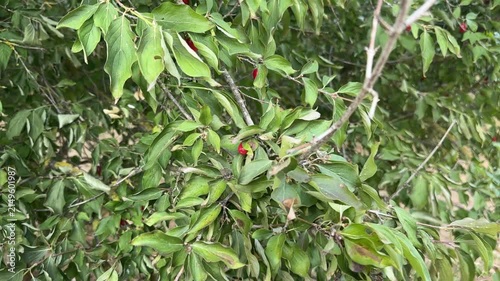 Hand Picking Fresh Cornelian Cherries from Tree Branch, Organic Cornus Mas Fruit Harvest, Seasonal Agriculture, Natural Farming, Healthy Food