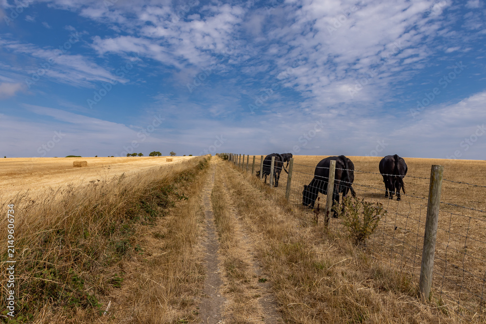 Fototapeta premium A rural Sussex farm landscape on a sunny summer's day