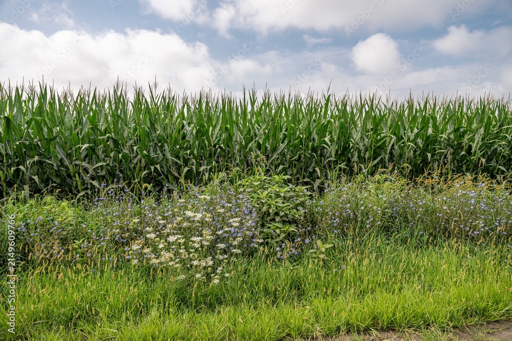Obraz premium Iowa corn