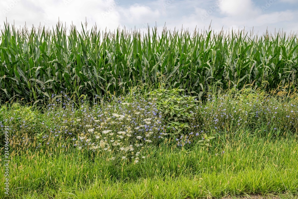 Obraz premium Iowa corn