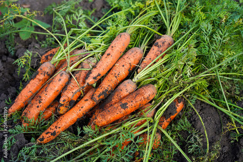 Freshly harvested organic carrots lying on garden soil