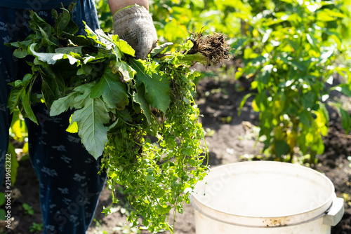 Gardener pulling weeds from backyard garden bed