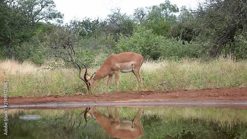 Common Impala horned male walking to waterhole side view with reflection in Greater Kruger National park, South Africa ; Specie Aepyceros melampus family of Bovidae
