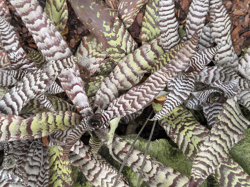 Foto Captivating foliage of earth star (binomial name: Cryptanthus bivittatus), a terrestrial bromeliad, in a tropical conservatory in southwest Florida