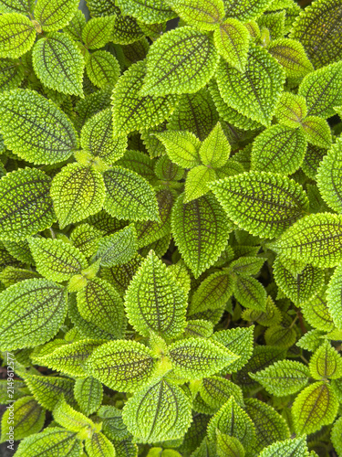 Cuadro en lienzo Top-down view of Moon Valley pilea (binomial name: Pilea mollis ‘Moon Valley’ an