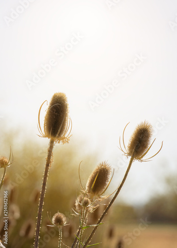 Photography Dried thistle plants stand tall in a field under clear skies during the late aft