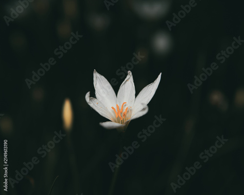 Принти на полотні A single white flower with six petals and bright orange stamens stands out against a dark, blurred natural background