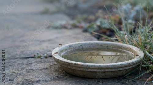Mosquito larvae in standing water in a ceramic bowl as a vector for West Nile Virus