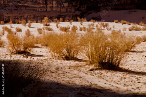 Photography Desert grasses in sunlight and shadow, Wadi Rum, Jordan