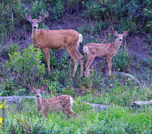 Fotografía Mule deer doe with two fawns, Uinta Forest, Utah