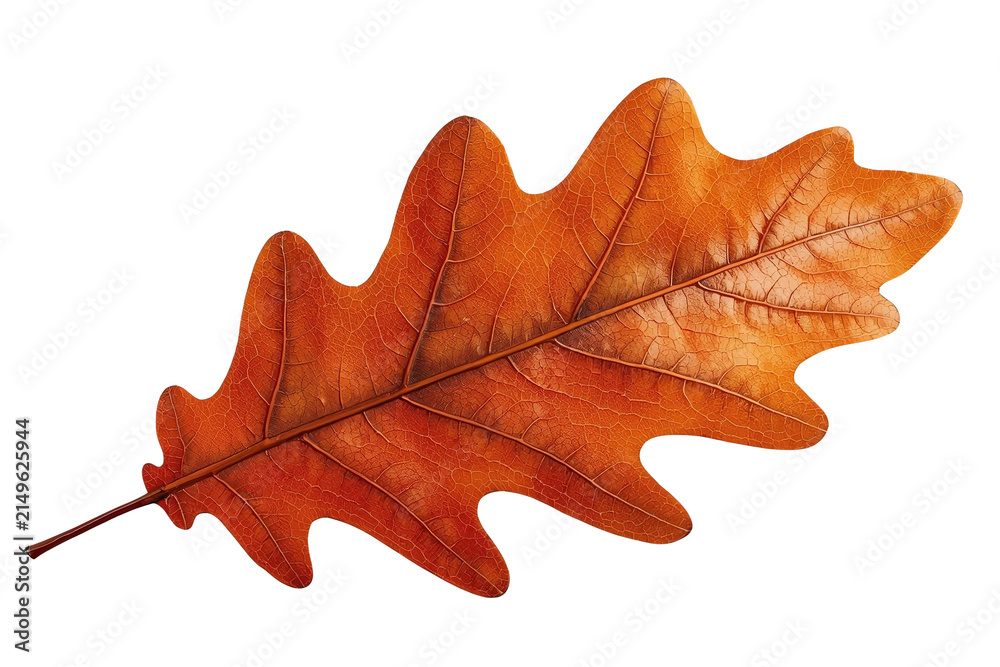 Fototapeta premium Large dry orange oak leaf with detailed veins