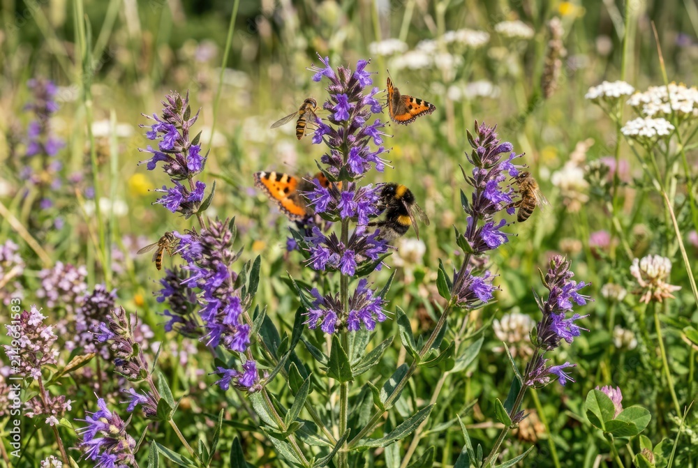Obraz premium Close up view of butterflies and bumblebees on purple wildflowers in sunlight
