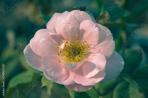 Pale Pink Rose in full Bloom; Close-up Macro Detailed View with Blurred Background