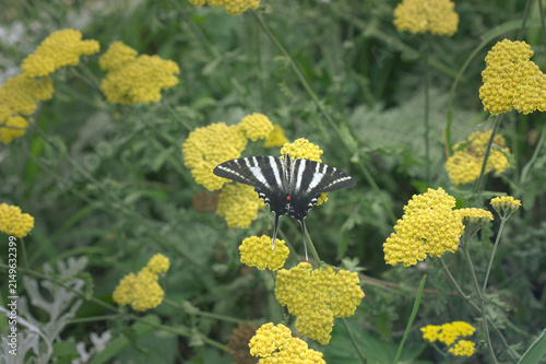 Black and White Striped Swallowtail Butterfly on Yellow Yarrow Herb Plant; Summer Landscape Background