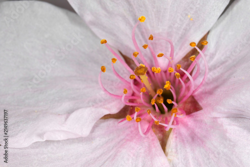 Canvastavla Cherry blossom, State Capitol State Park, Salem, Oregon