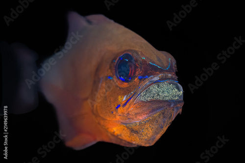 фотографія Mouth brooding male cardinalfish with eggs