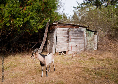 Cuadro en lienzo Goat standing beside a rustic wooden shed in a rural setting