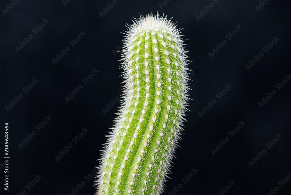 Fototapeta premium Close up of a bright green columnar cactus with sharp white spines isolated on solid black