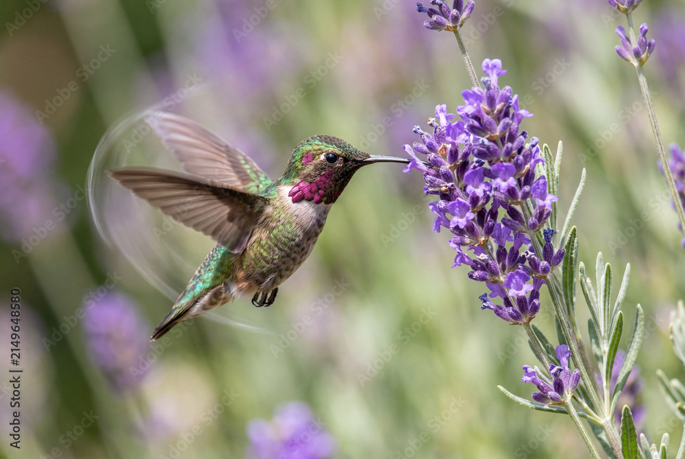 Fototapeta premium Colorful hummingbird hovering in midair while feeding on bright purple lavender blossoms