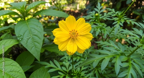 A solitary yellow cosmos flower shines brightly amidst green leaves