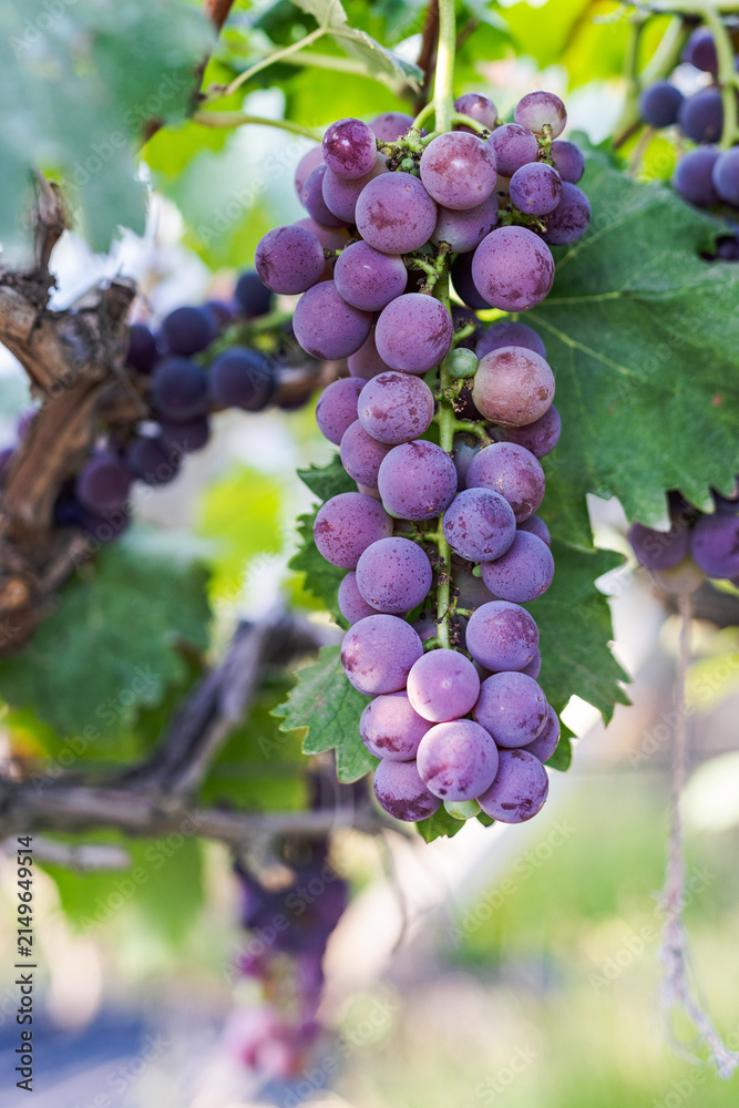 Fototapeta premium A ripe purple grape cluster hangs from a grapevine, surrounded by green leaves in an outdoor vineyard setting.
