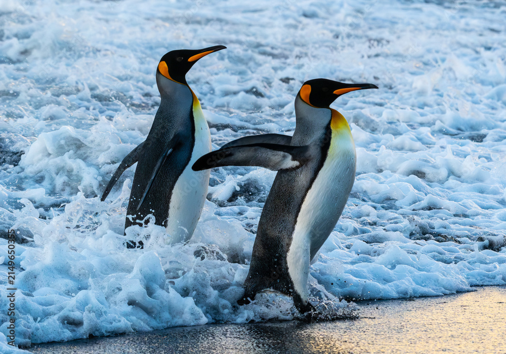 Fototapeta premium Two king penguins emerging from the surf
