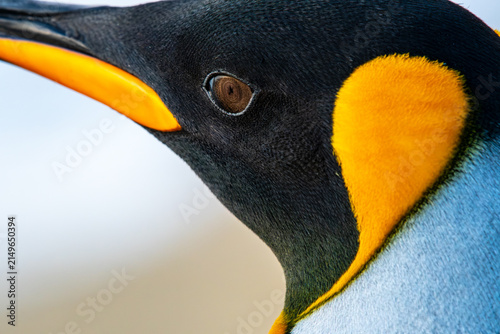 Bild auf Leinwand Up close and person with a king penguin on South Georgia Island