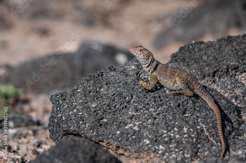 Photography Female eastern collared lizard basking on a lava rock from Petroglyph National M