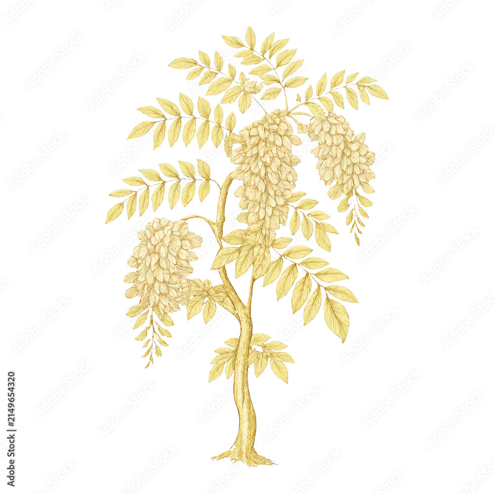 Obraz premium PNG Elegant botanical illustration featuring wisteria.