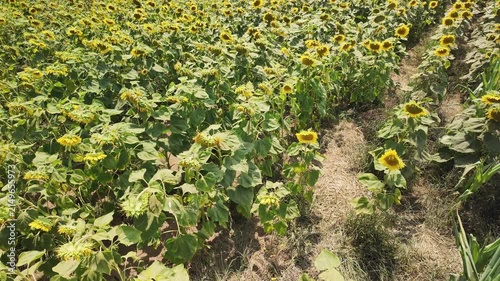 High angle view of a lush green sunflower field with textured leaves under bright natural daylight, creating a warm summer mood.