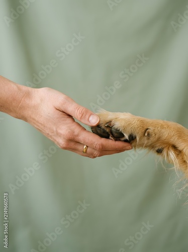 Human hand gently touching dog paw, connection concept