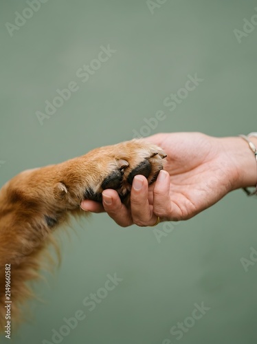 Human hand gently touching dog paw, connection concept