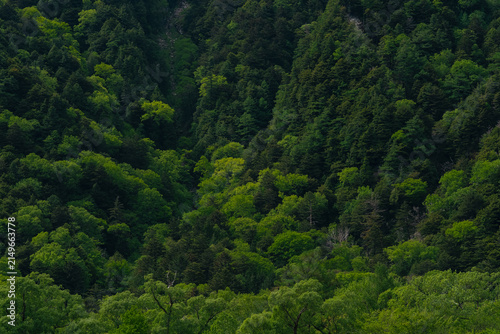 Forest mountain green tree ...