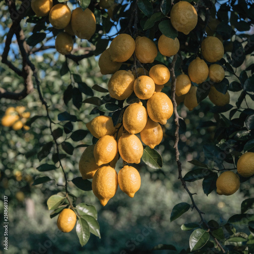 Yellow many Lemon hanging tree with lemon flower in garden, Yellow Lemon tree in natural background