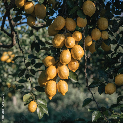 Yellow many Lemon hanging tree with lemon flower in garden, Yellow Lemon tree in natural background