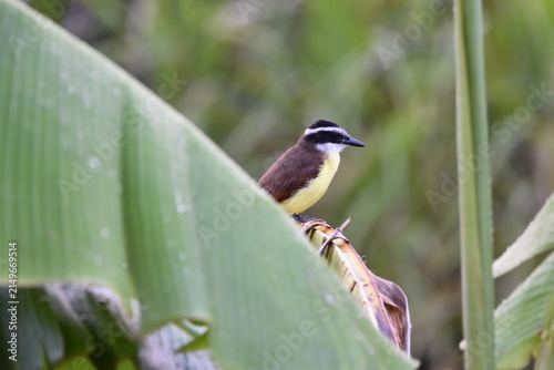 Bild auf Leinwand A Great Kiskadee bird, scientifically known as Pitangus sulphuratus, on a banana tree leaf in an agriculture field in Trinidad and Tobago