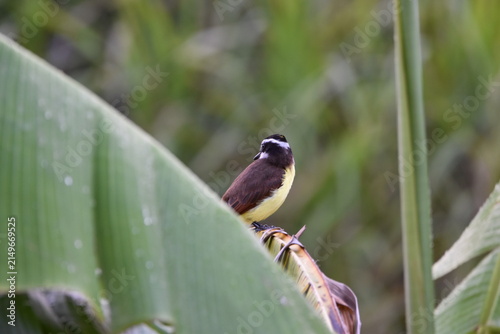 Bild auf Leinwand A Great Kiskadee bird, scientifically known as Pitangus sulphuratus, on a banana tree leaf in an agriculture field in Trinidad and Tobago