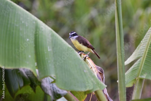 A Great Kiskadee bird, scientifically known as Pitangus sulphuratus, on a banana tree leaf in an agriculture field in Trinidad and Tobago.