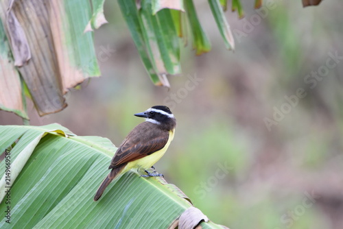 A Great Kiskadee bird, scientifically known as Pitangus sulphuratus, on a banana tree leaf in an agriculture field in Trinidad and Tobago.