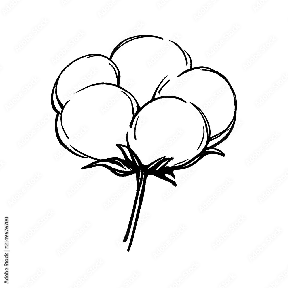 Naklejka premium PNG Minimalist cotton plant illustration.