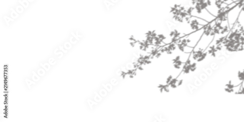 Tree branch from top right corner, shadow overlay on a transparent background
