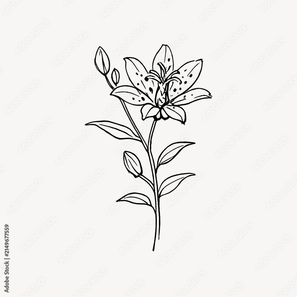 Fototapeta premium Elegant black ink flower illustration.