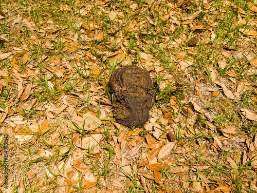Quadro su tela Close-up view of brown cow dung lying on the rough ground among scattered dry fallen autumn leaves and small patches of green grass