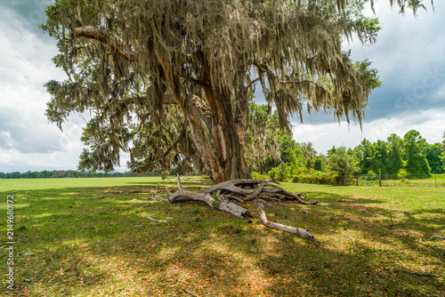 Foto Thick dry dead fallen tree branches lying on the green meadow grass near the base of a large old oak tree trunk draped with Spanish moss