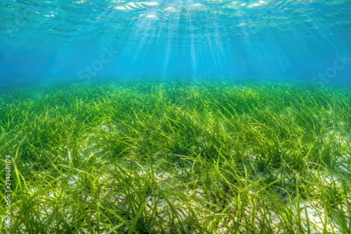 Seagrass meadow underwater with sunlight rays beaming through clear shallow water