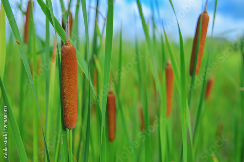 Принти на полотні Close-up of brown cattail bulrush with green foliage under blue sky