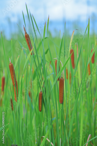 Fotografie Vertical view of cattail plants with green leaves under blue sky