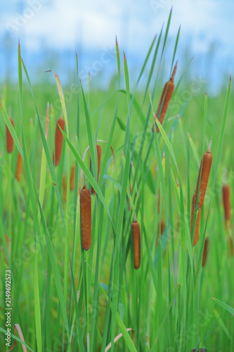Quadro su tela Vertical view of cattail plants with green leaves under blue sky