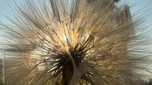 Dandelion at sunset