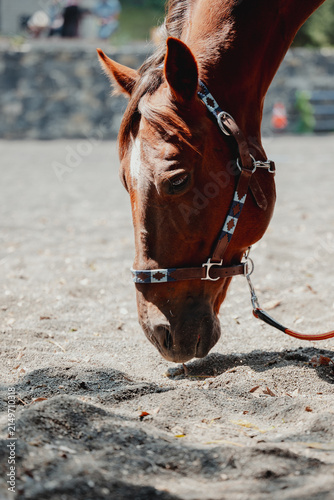 Foto Color photograph of a horse lowering its head to sniff the ground, wearing reins in an outdoor equestrian setting